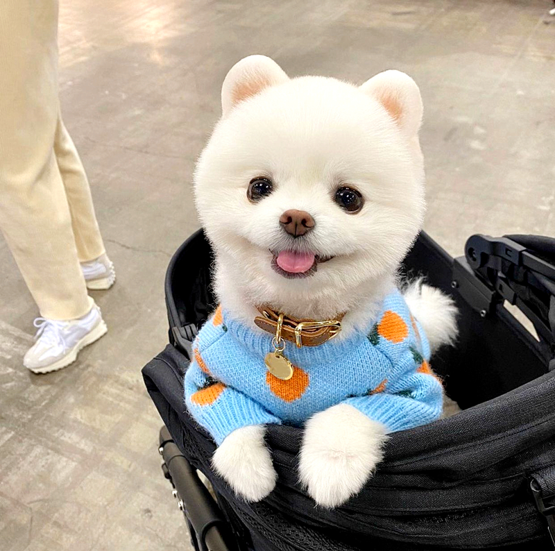 めっちゃ可愛い ドット柄 ニット 防寒 暖かい 犬猫 ペットウェア ペット服